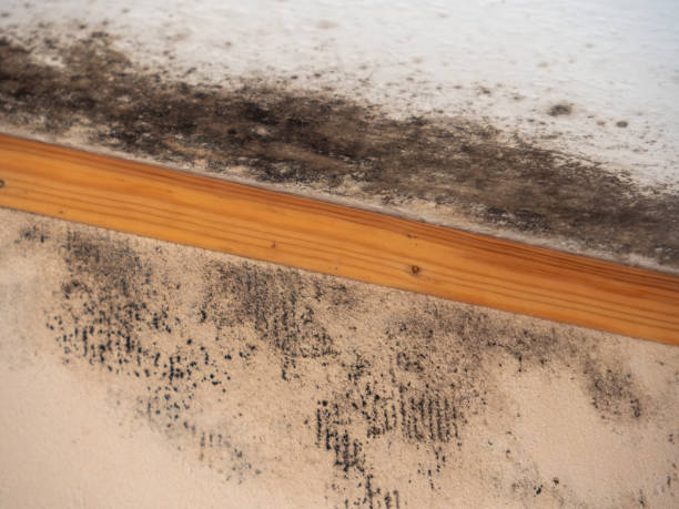 Best Commercial Mold Inspection  in Clewiston, FL