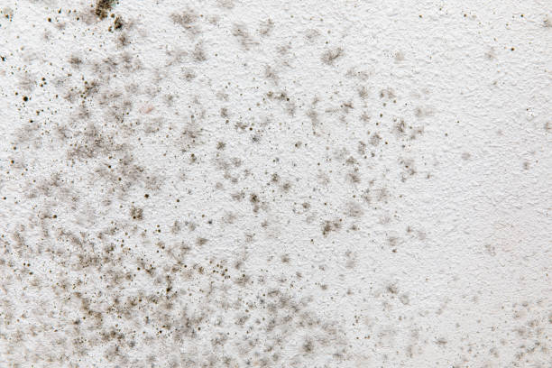 Best Water Damage & Mold Remediation  in Clewiston, FL