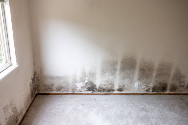Best Biohazard Mold Removal  in Clewiston, FL