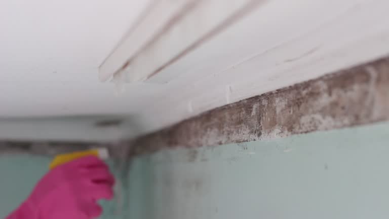 Best HVAC Mold Inspection and Cleaning  in Clewiston, FL